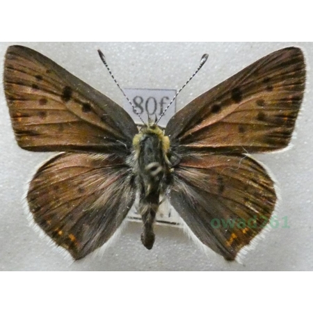 Lycaena tityrus (Poda, 1761) male Czerwończyk uroczek Czech80f